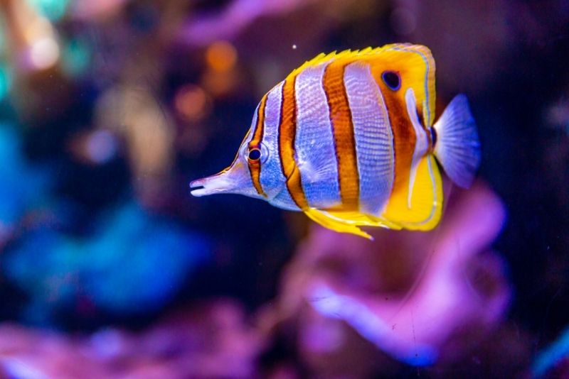 Waikiki Aquarium, Oahu, Hawaii