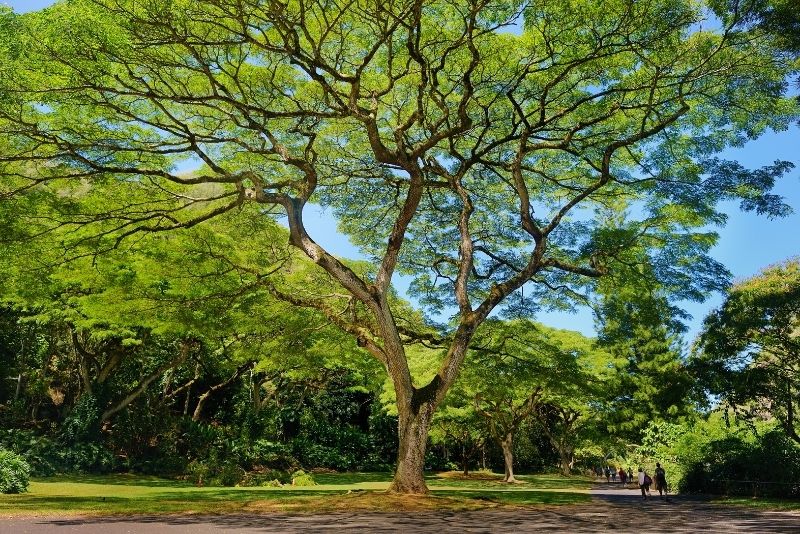 Waimea Valley, Oahu