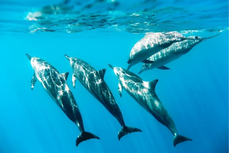 dolphin watching in Oahu