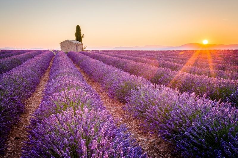 champs de lavande Provence