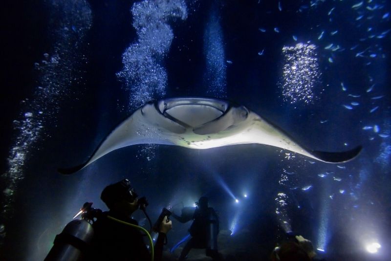 manta ray swimming oahu