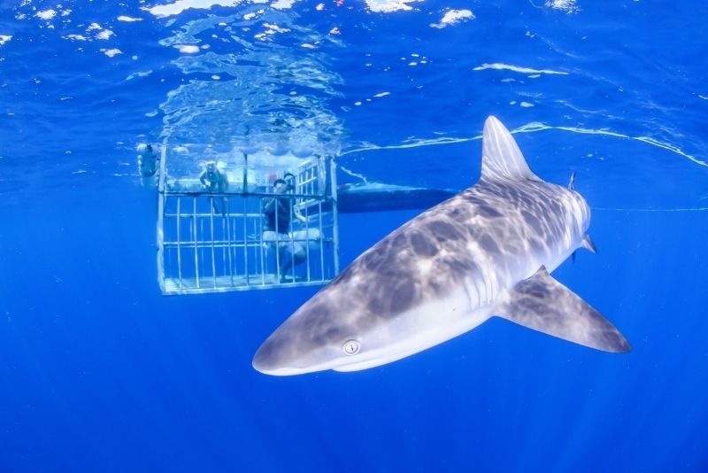 shark cage diving in Oahu