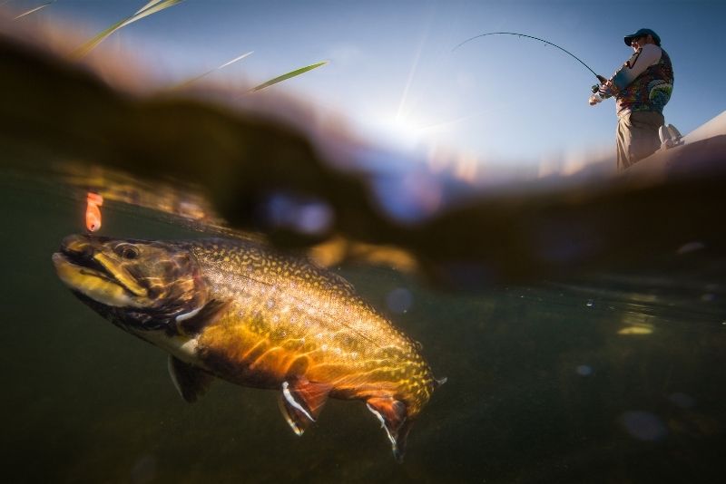 trout fishing in Lake Tahoe