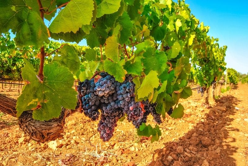 vineyards Mallorca