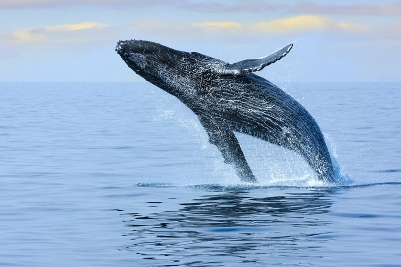 whale watching in Oahu