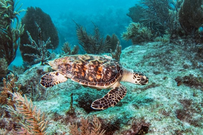 west marine key largo florida