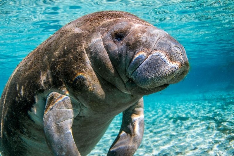 manatee tours key largo