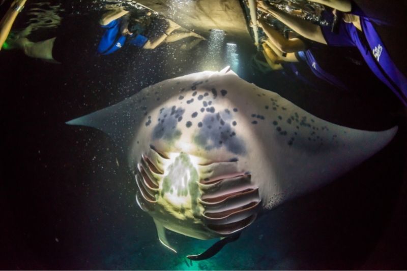 manta rays night snorkeling trip in Big Island