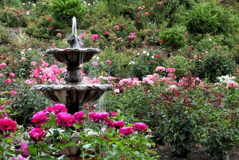 International Rose Test Garden, Portland, Oregon