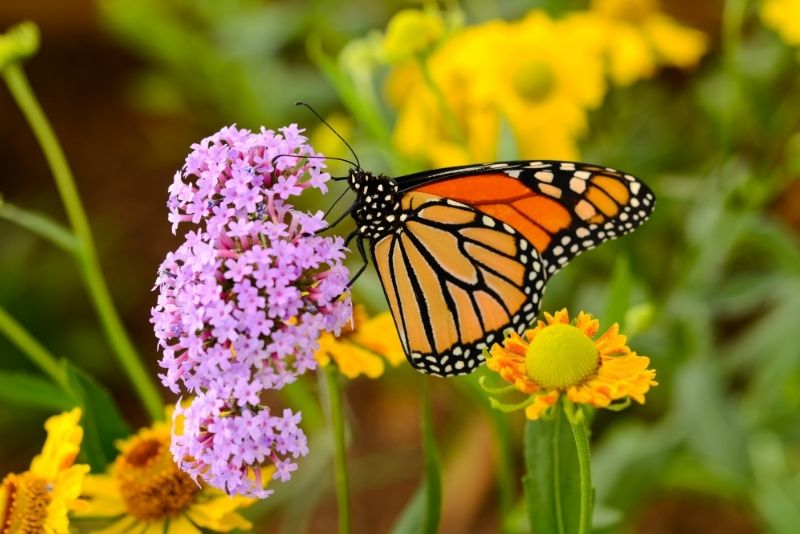 Papilonia Butterfly House, Prague