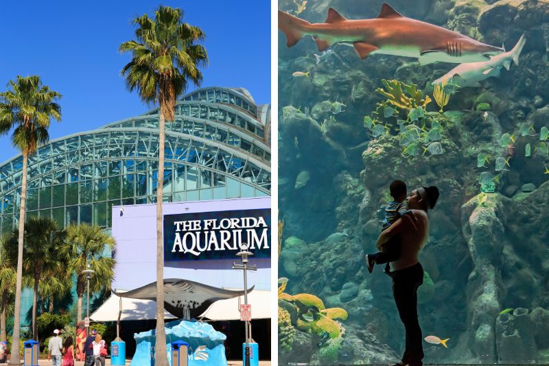 The Florida Aquarium, Tampa
