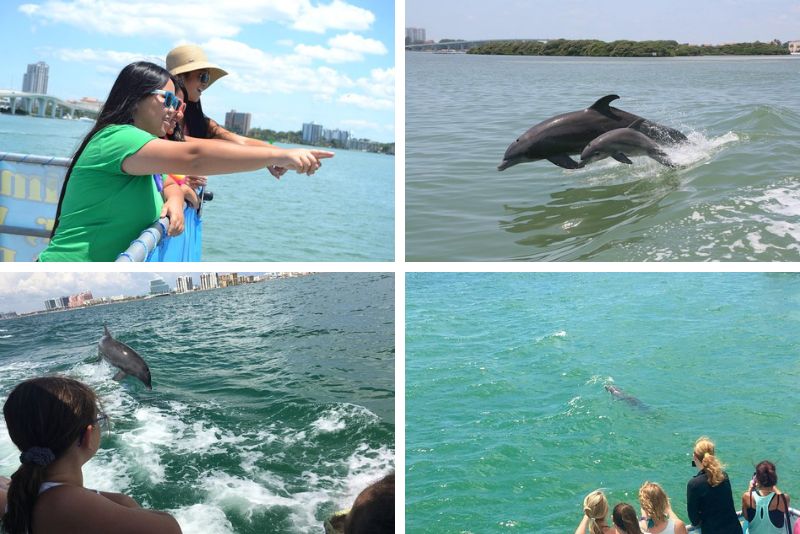 dolphin-watching cruises in Clearwater