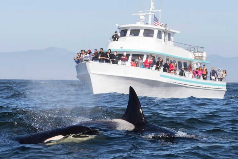 whale watching tours seattle washington