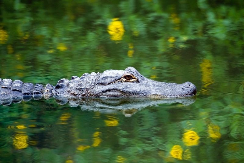 Corkscrew Swamp Sanctuary, Naples, Florida
