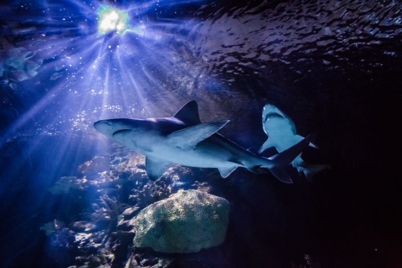 Trying to get a refreshment while skirt sharks are around