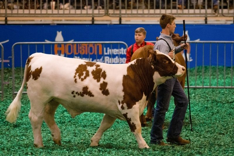 Houston Livestock Show and Rodeo, Texas