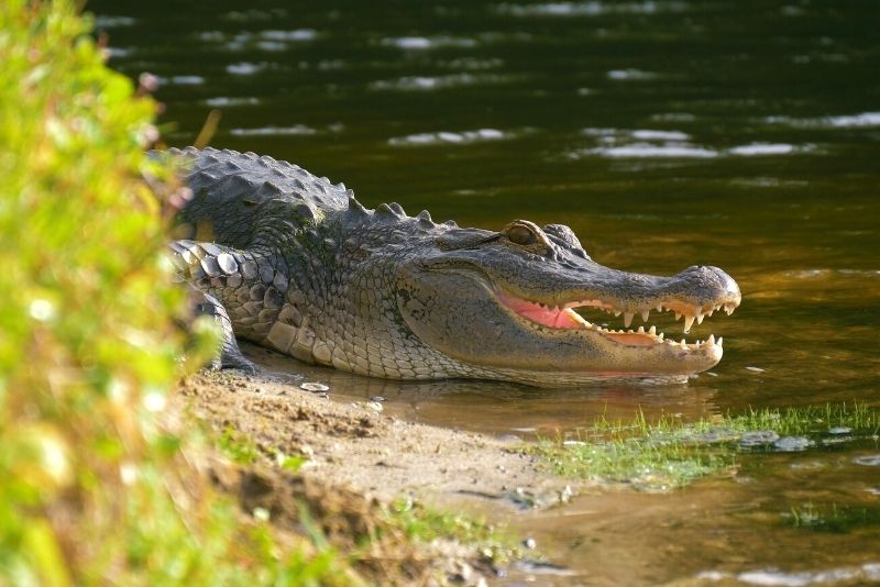 alligator in Waccamaw River