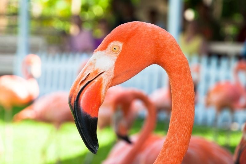 Ardastra Gardens in Nassau, The Bahamas