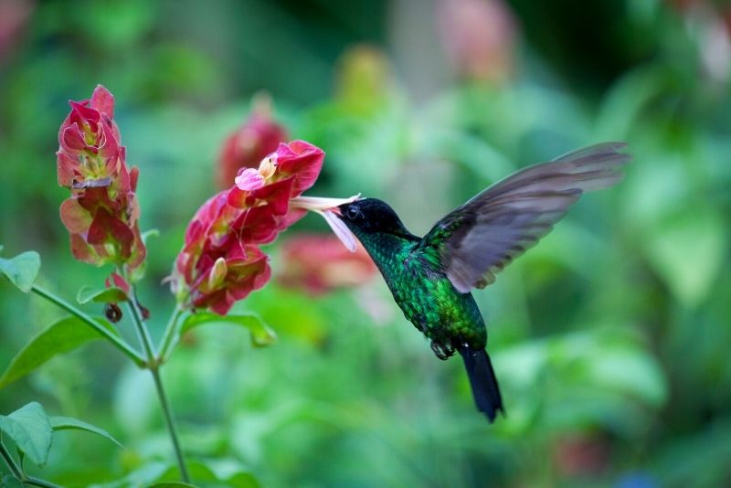 Barney's Flower & Hummingbird Garden Jamaica