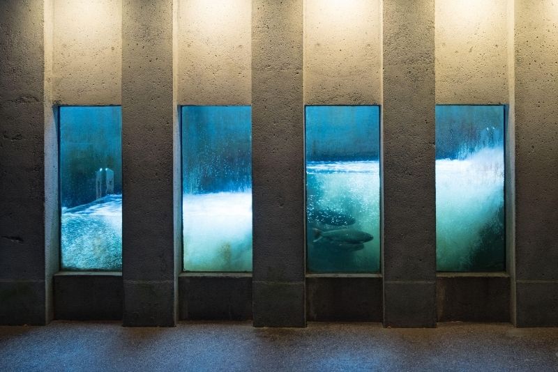 Capilano Salmon Hatchery, Vancouver