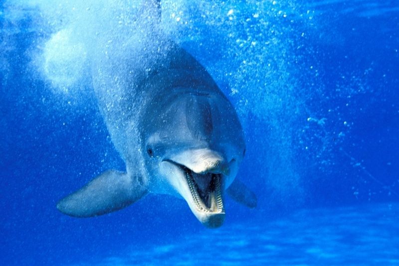 Parque de la isla de los delfines, Punta Cana
