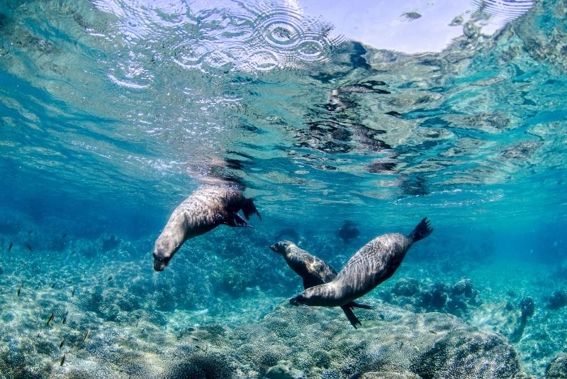 Espiritu Santo Island, Cabo San Lucas