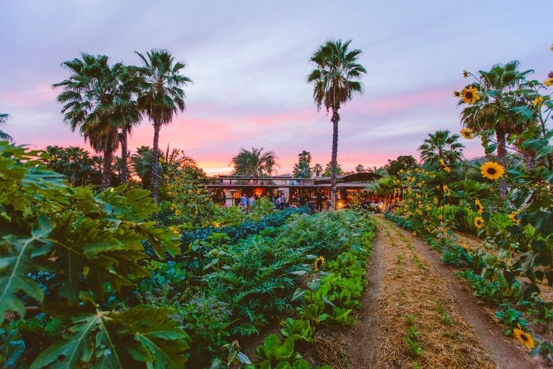 Flora Farms, Cabo San Lucas