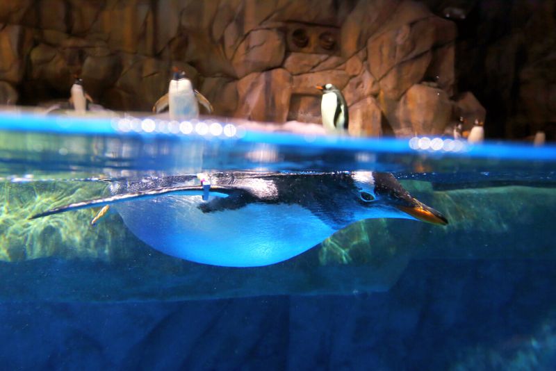 Loveland Living Planet Aquarium, Salt Lake City