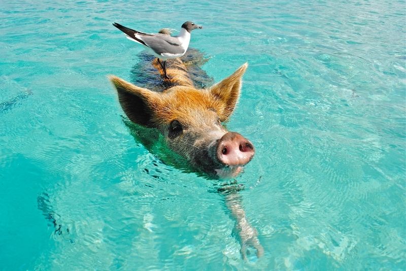 Pig Beach, Big Major Cay, The Bahamas