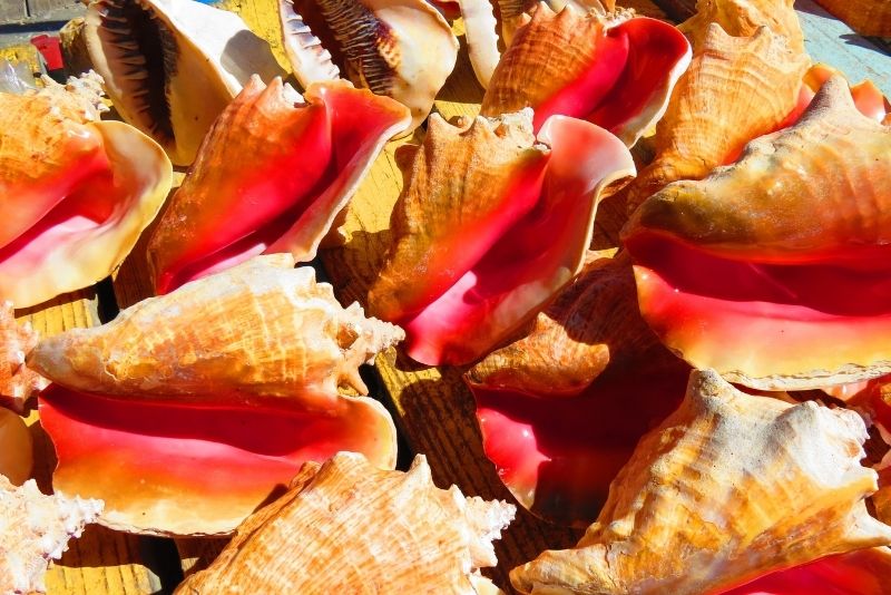 Potter’s Cay conch, The Bahamas