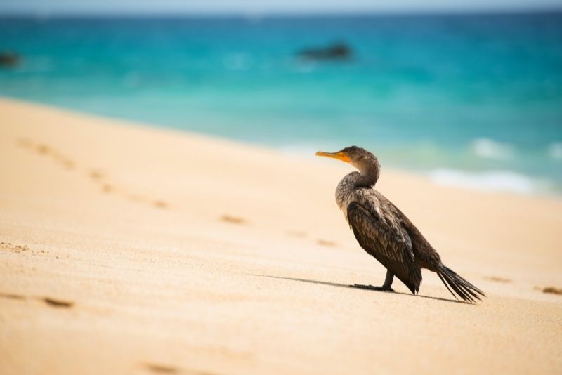 San Jose Estuary, Cabo San Lucas