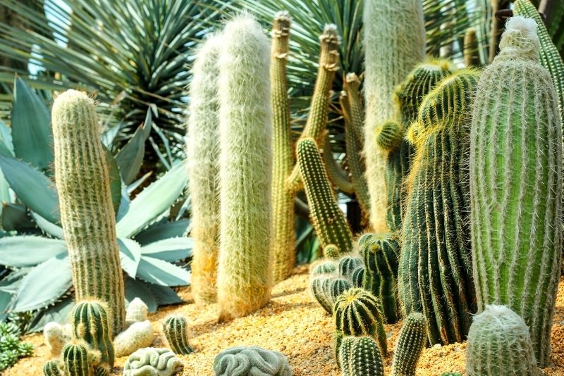 Wirikuta Botanical Cactus Gardens, Cabo San Lucas
