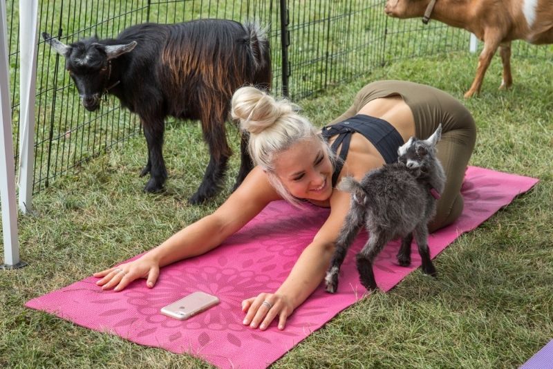 goat yoga in Phoenix