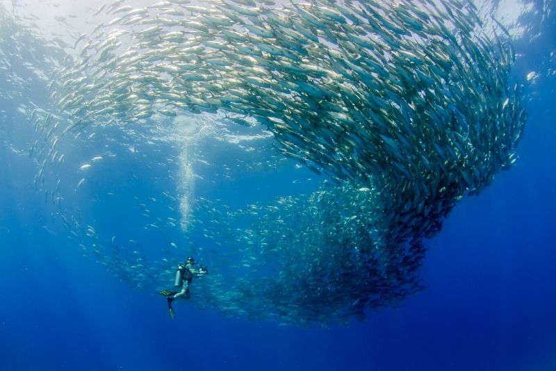 scuba diving in Cabo San Lucas