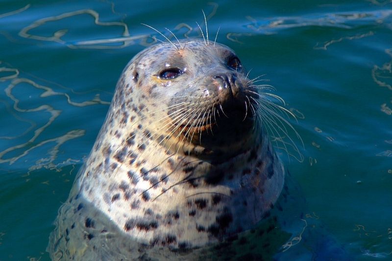 seals watching in Vancouver