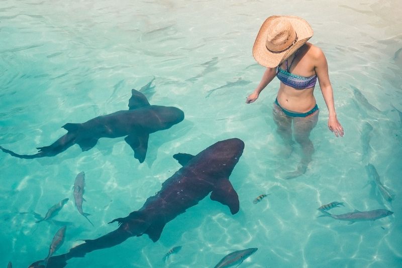 swim with sharks in Compass Cay, The Bahamas
