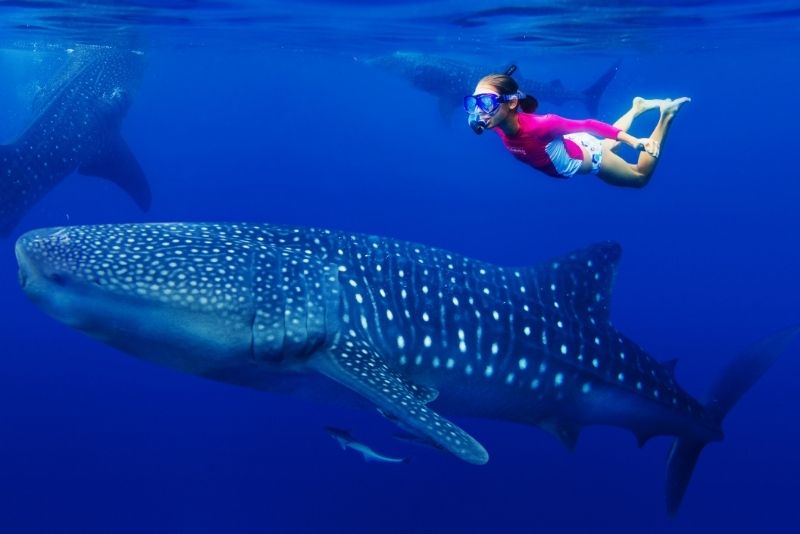 nadando con tiburón ballena en México