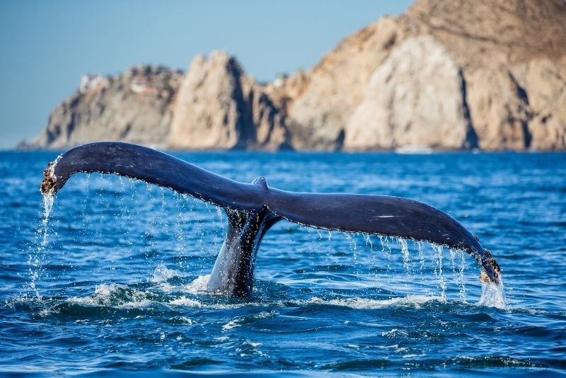 whale watching in Cabo San Lucas