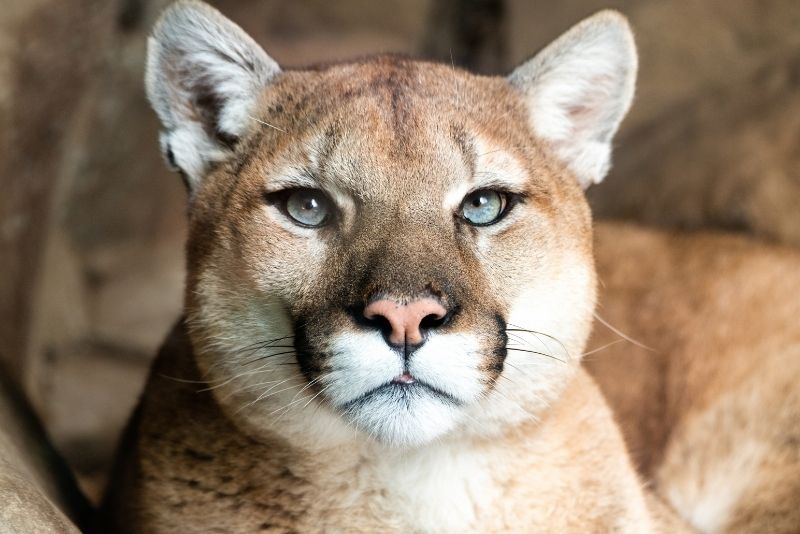 Bear Creek Feline Center, Panama City Beach