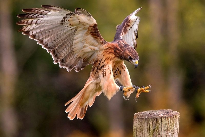 Carolina Raptor Center, North Carolina