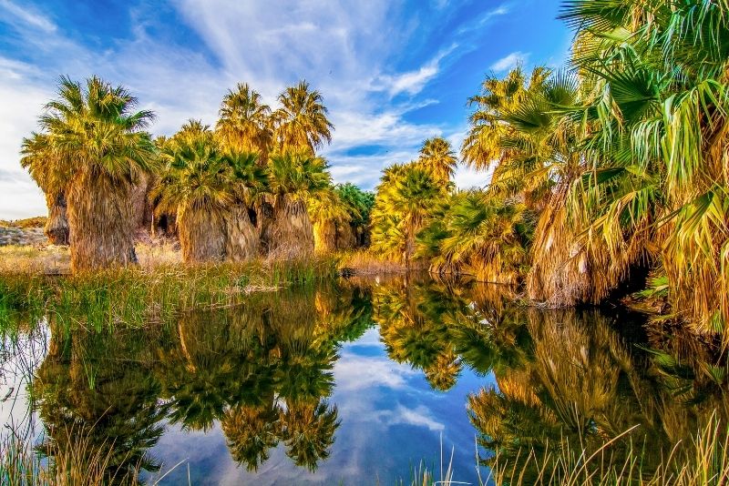 Coachella Valley Preserve, Palm Springs