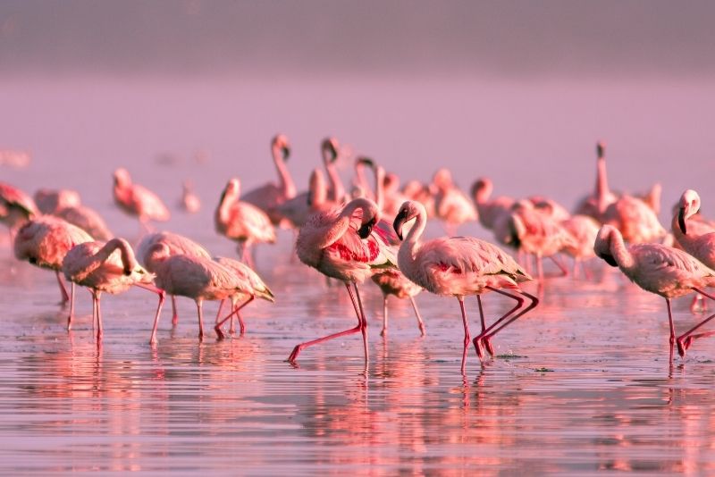 Flamingo Pond, Turks and Caicos