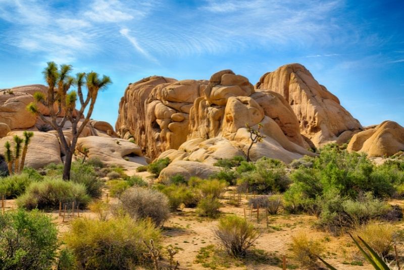 Joshua Tree National Park, Palm Springs