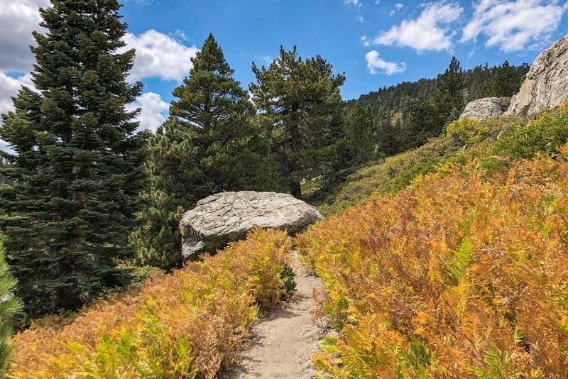 Mount San Jacinto State Park, Palm Springs