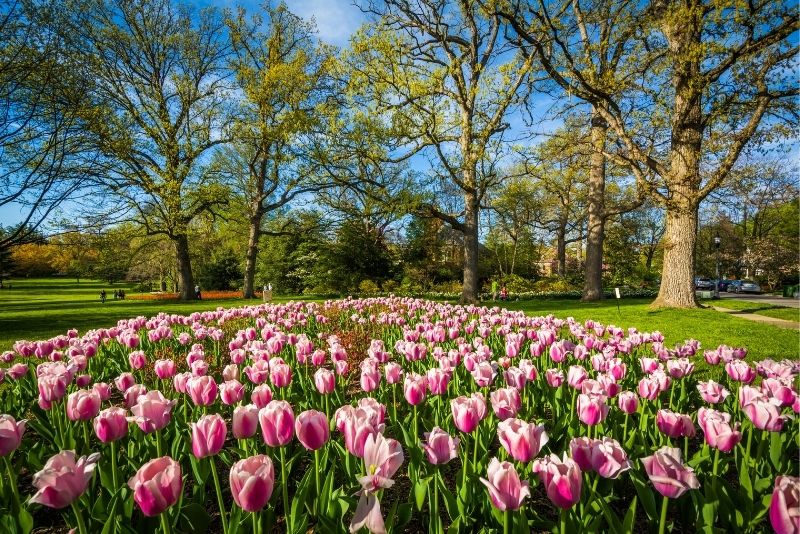Sherwood Gardens, Baltimore