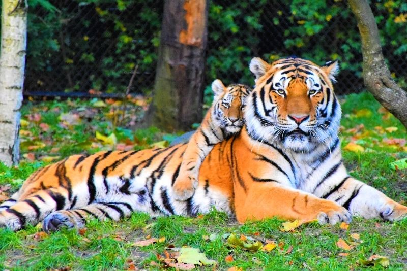 Tiger World, North Carolina