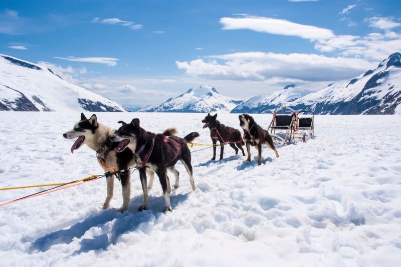 dog sledding tour in Juneau