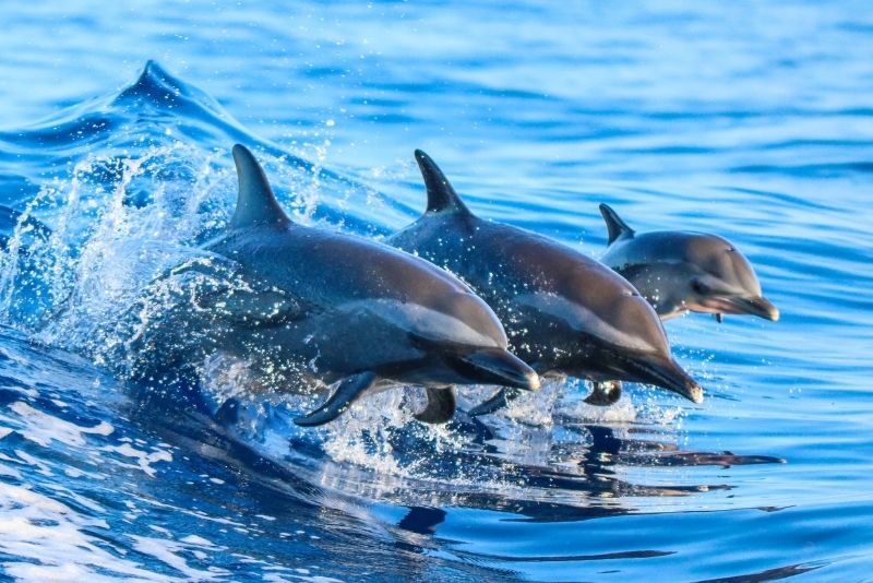 dolphin watching in Hilton Head Island
