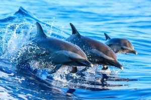 jacksonville beach dolphin tours