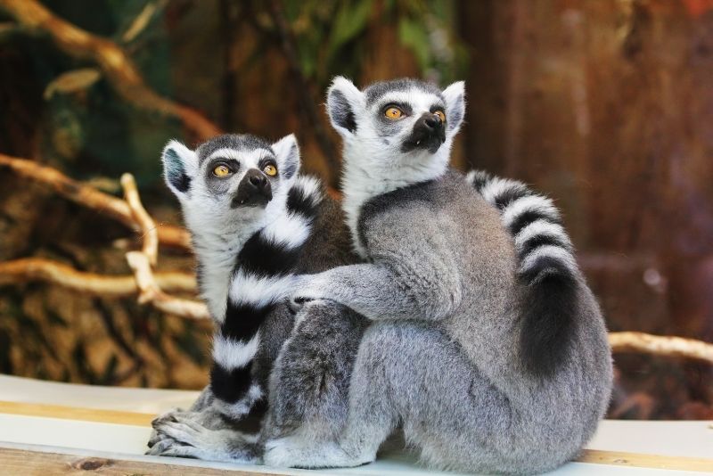 lemurs at Zootastic Park